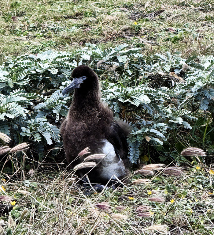 Walk around Oahu (Makua to Waialua)