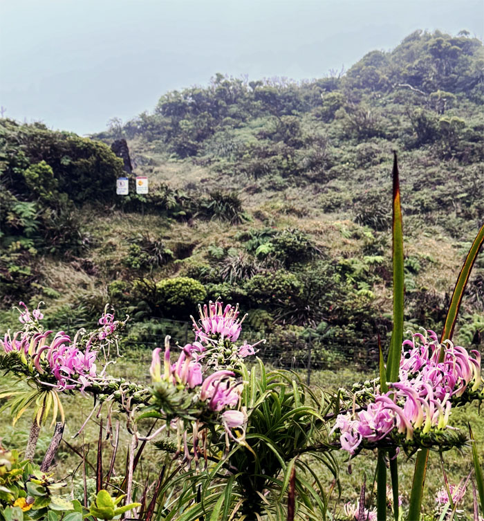 Hiking Poamoho to Manana (High High's Finish)