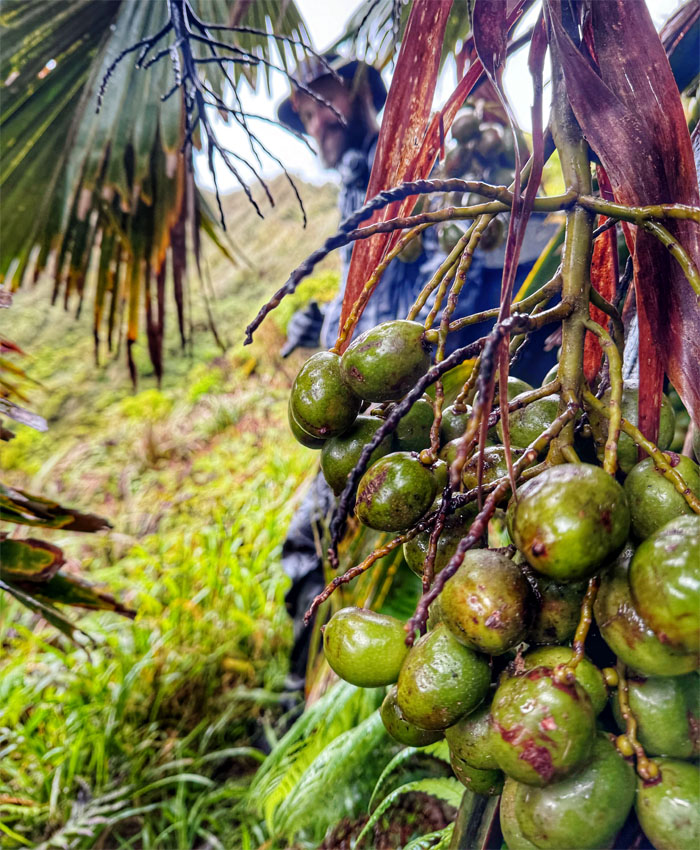 Hiking Poamoho Trail to Manana Ridge Trail