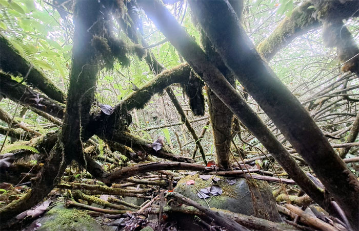 Hiking Wailele Stream