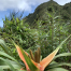 Thumbnail image for Moanalua Saddle to Kalihi Saddle (Powerlines)